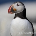 puffin_atlantic_msi_h_0878_can1907.jpg